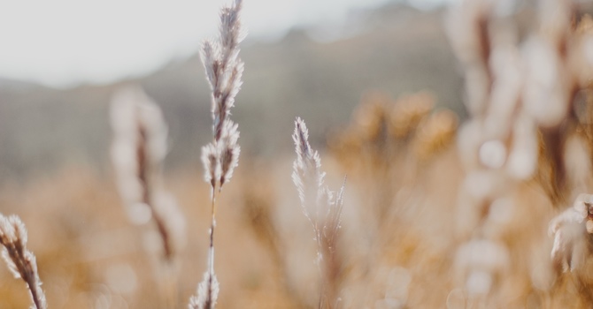 Your Private ADHD Assessment in Alberta: What to Expect with Sparrow ADHD & Wellness Alberta