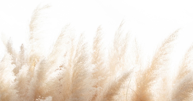 Your Private ADHD Assessment in Alberta: What to Expect with Sparrow ADHD & Wellness Alberta